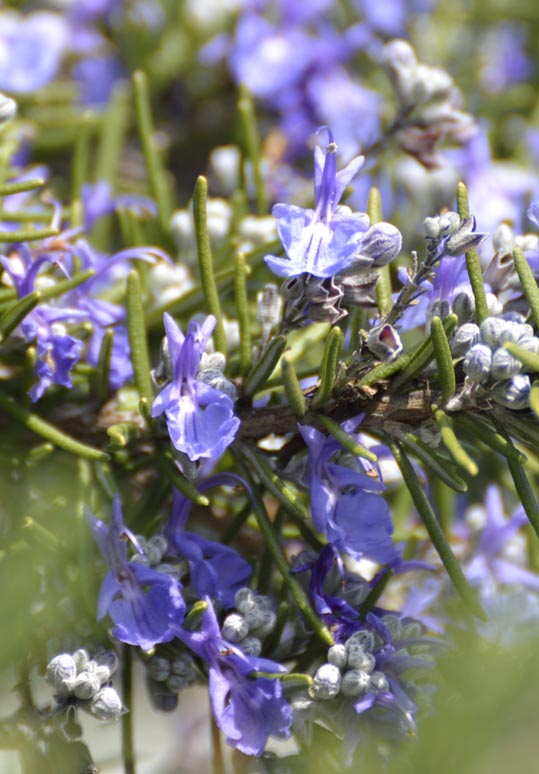 2014jyounanguusidareume019