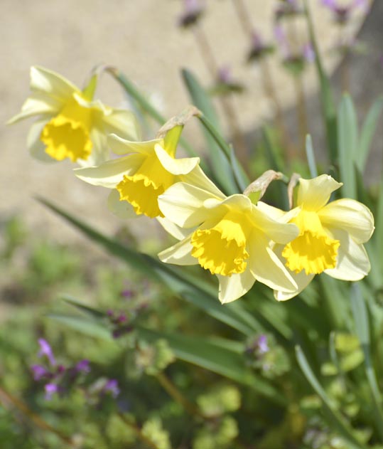 2014jyounanguusidareume020