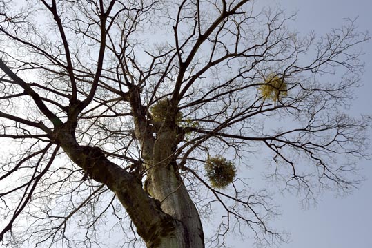 2014jyounanguusidareume046