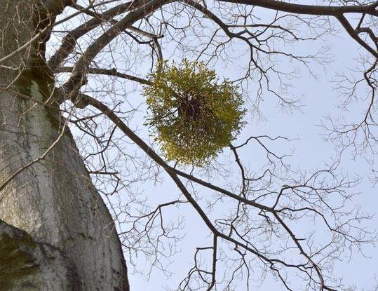 2014jyounanguusidareume047