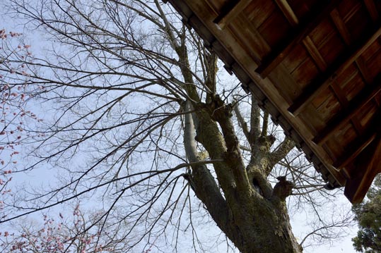 2014jyounanguusidareume050