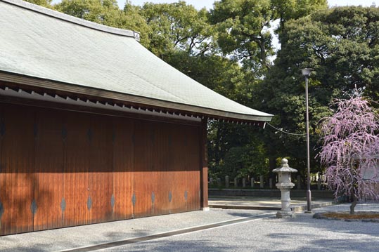 2014jyounanguusidareume057