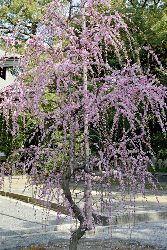 2014jyounanguusidareume065