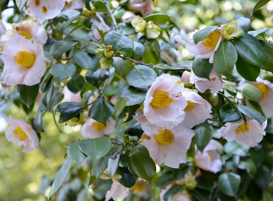 2014jyounanguusidareume069