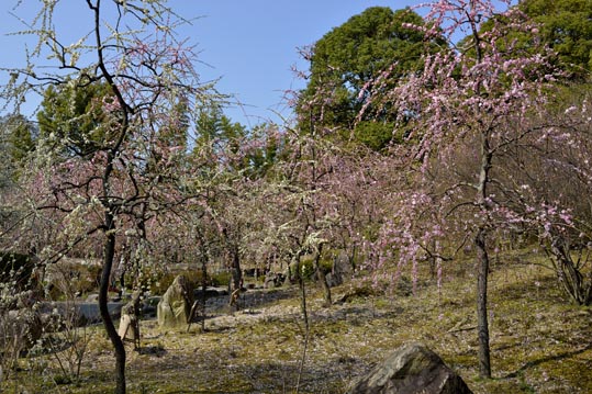 2014jyounanguusidareume073