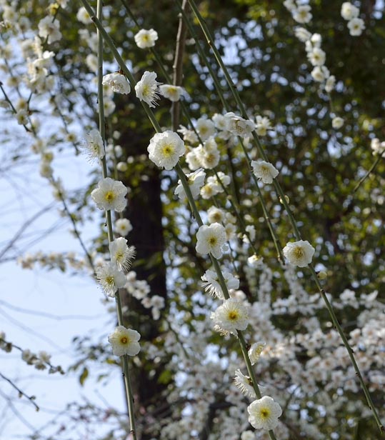 2014jyounanguusidareume074