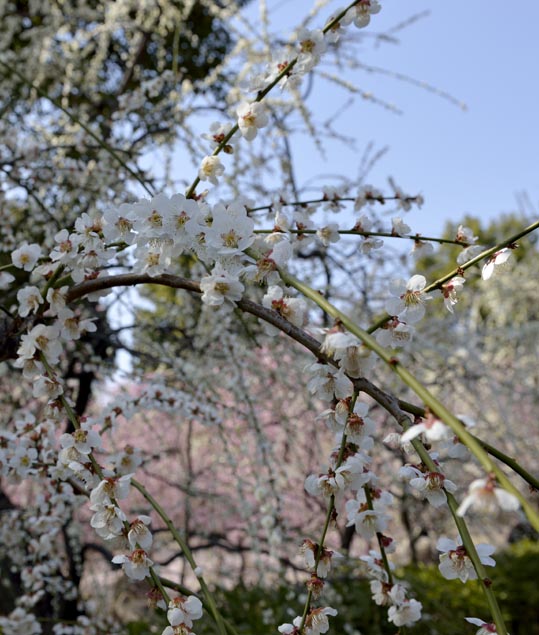 2014jyounanguusidareume075