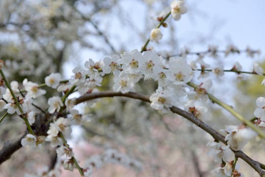 2014jyounanguusidareume076