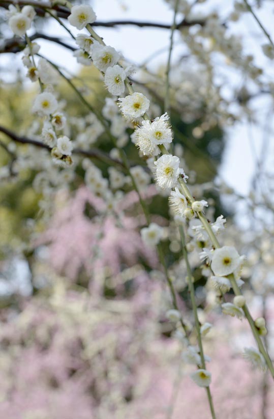 2014jyounanguusidareume077