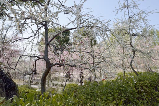 2014jyounanguusidareume078