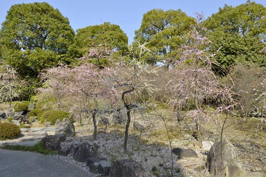 2014jyounanguusidareume079