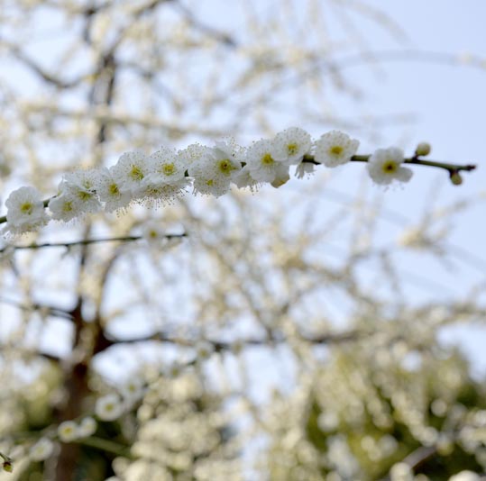 2014jyounanguusidareume080