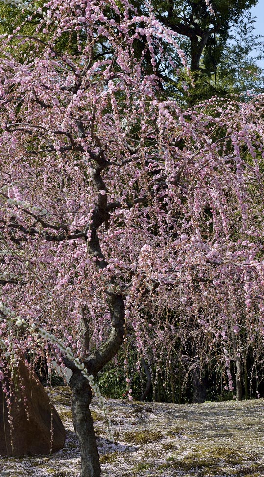 2014jyounanguusidareume085