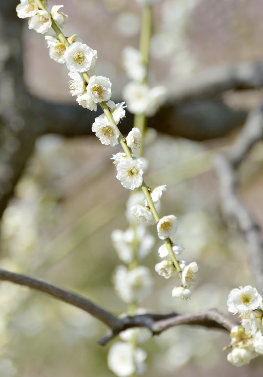 2014jyounanguusidareume087