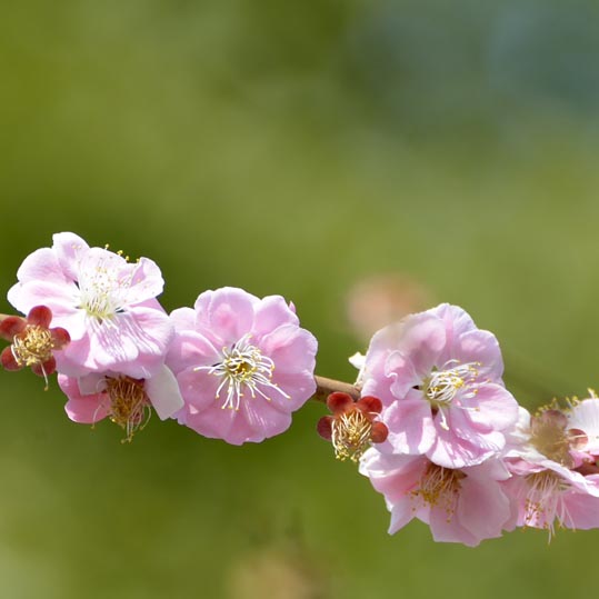 2014jyounanguusidareume088