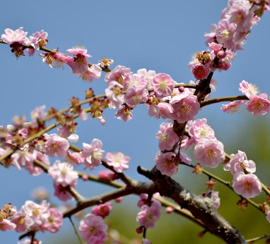 2014jyounanguusidareume089