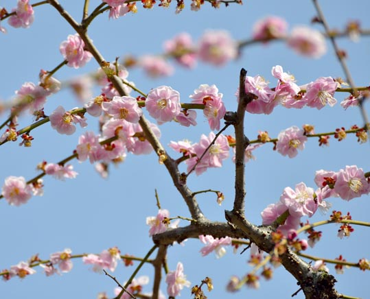 2014jyounanguusidareume090