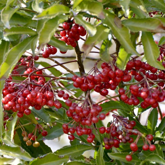 2014jyounanguusidareume093