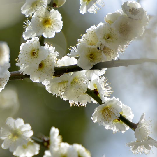 2014jyounanguusidareume094