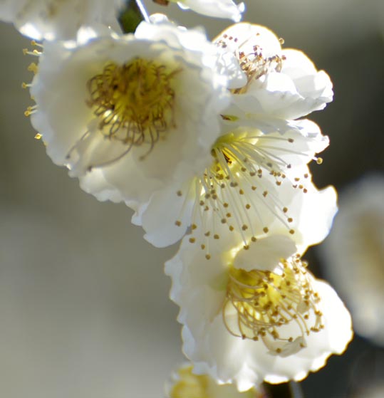 2014jyounanguusidareume095