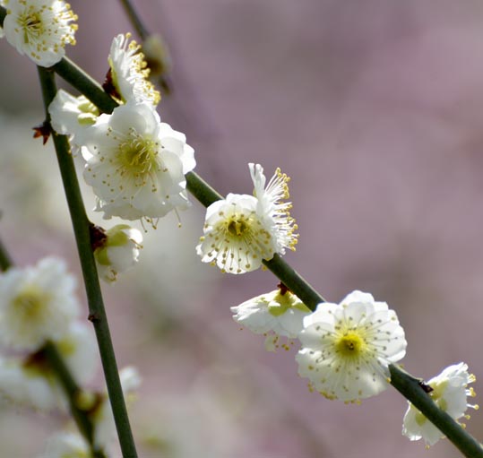 2014jyounanguusidareume096