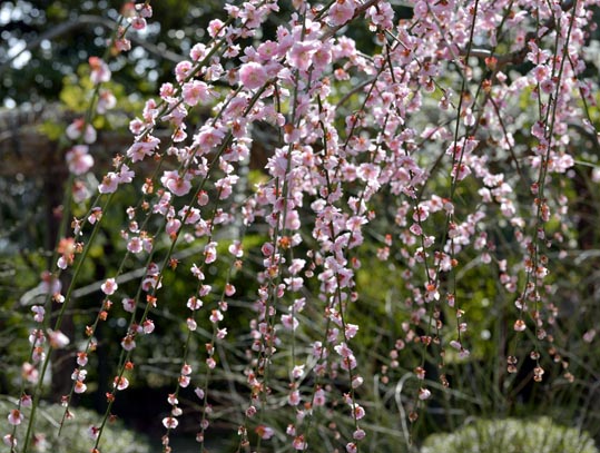 2014jyounanguusidareume098