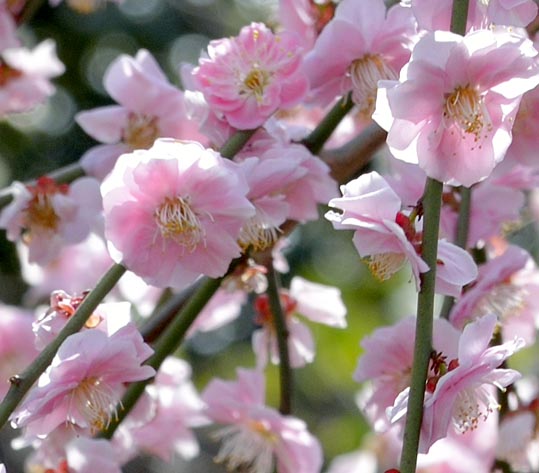 2014jyounanguusidareume099