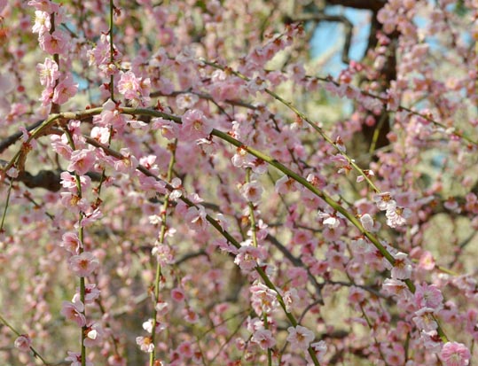 2014jyounanguusidareume102