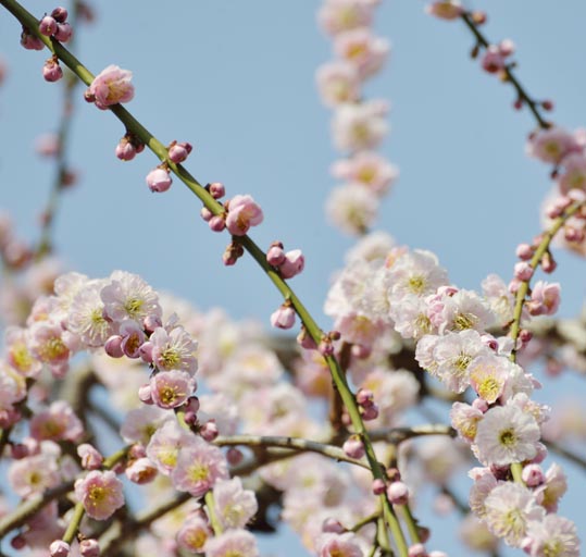 2014jyounanguusidareume105