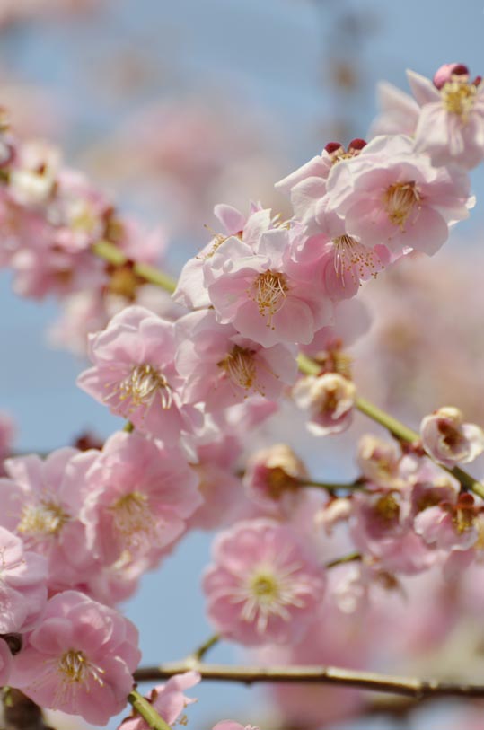 2014jyounanguusidareume111