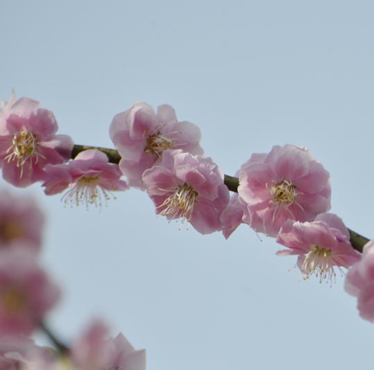 2014jyounanguusidareume112