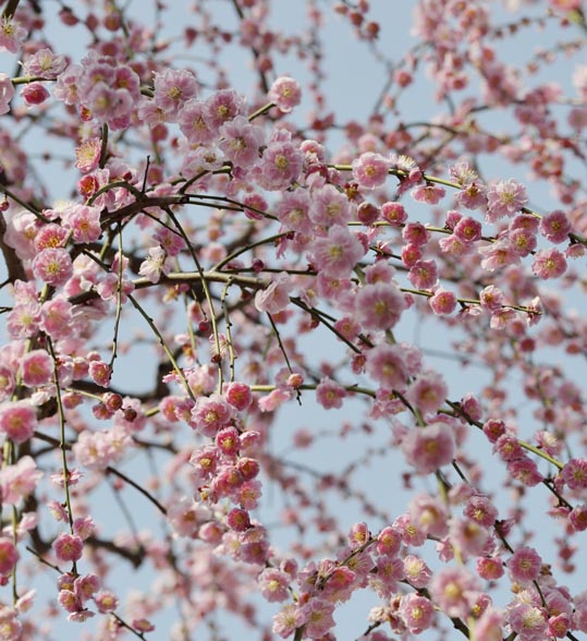 2014jyounanguusidareume113