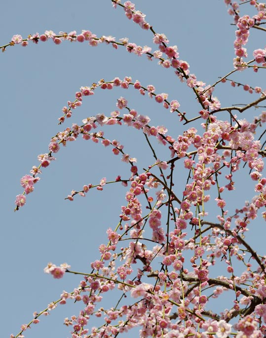 2014jyounanguusidareume117