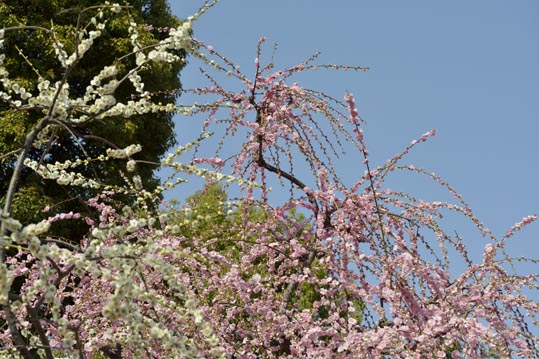 2014jyounanguusidareume120