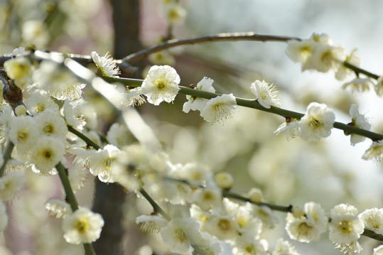 2014jyounanguusidareume122