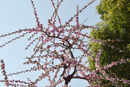 2014jyounanguusidareume124