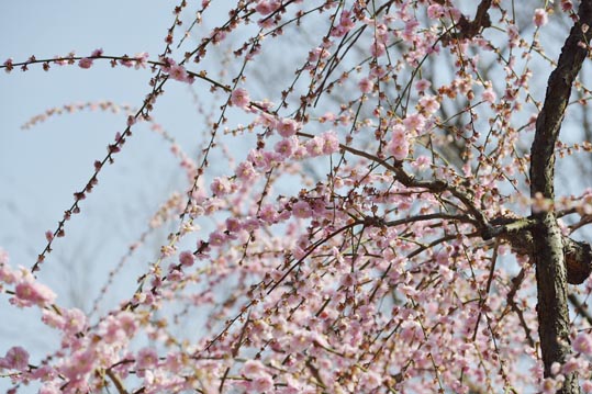 2014jyounanguusidareume127