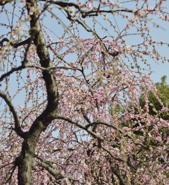 2014jyounanguusidareume129