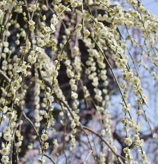 2014jyounanguusidareume131