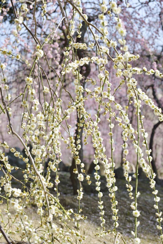 2014jyounanguusidareume132