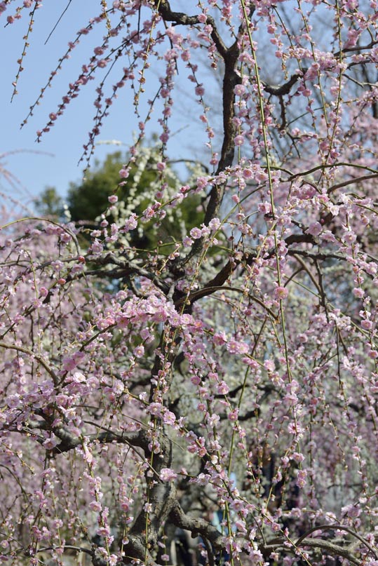 2014jyounanguusidareume136