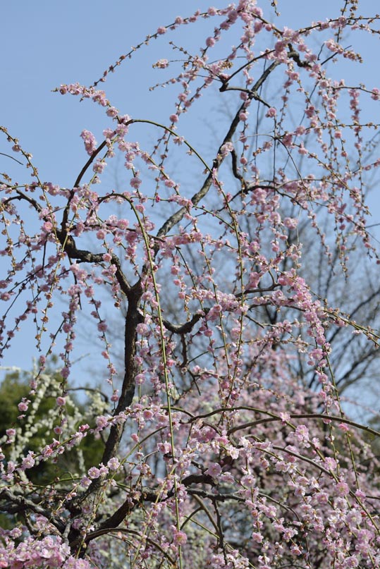 2014jyounanguusidareume137