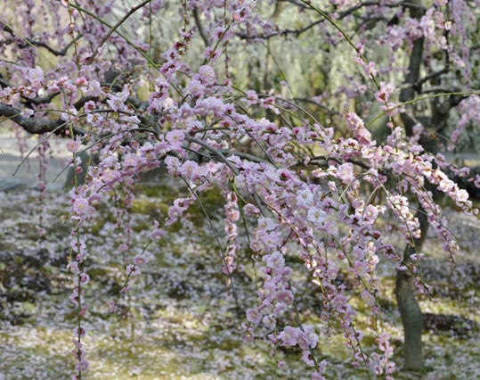 2014jyounanguusidareume139