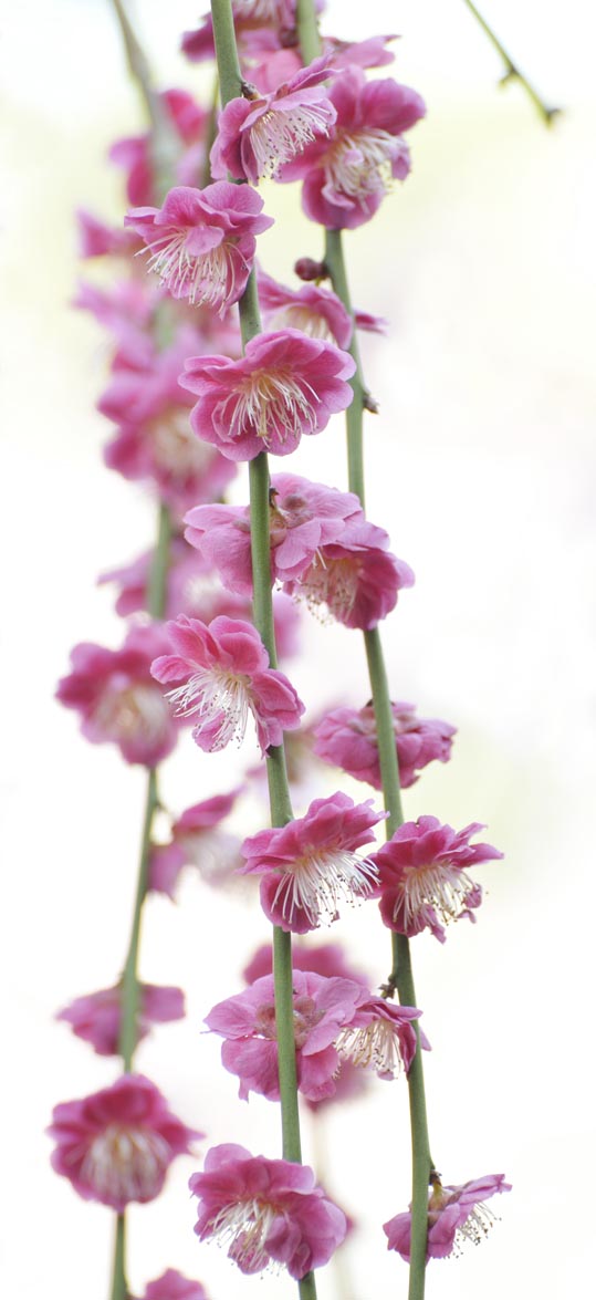 2014jyounanguusidareume145