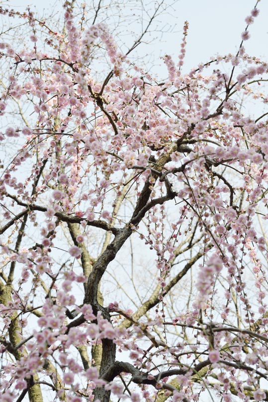 2014jyounanguusidareume149