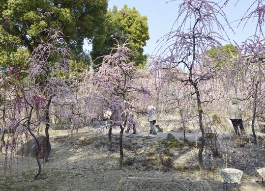 2014jyounanguusidareume154