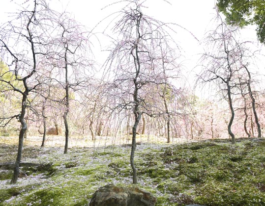 2014jyounanguusidareume158