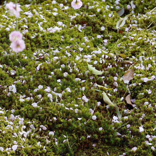 2014jyounanguusidareume159