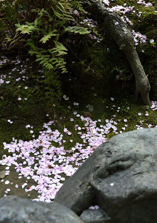 2014jyounanguusidareume163