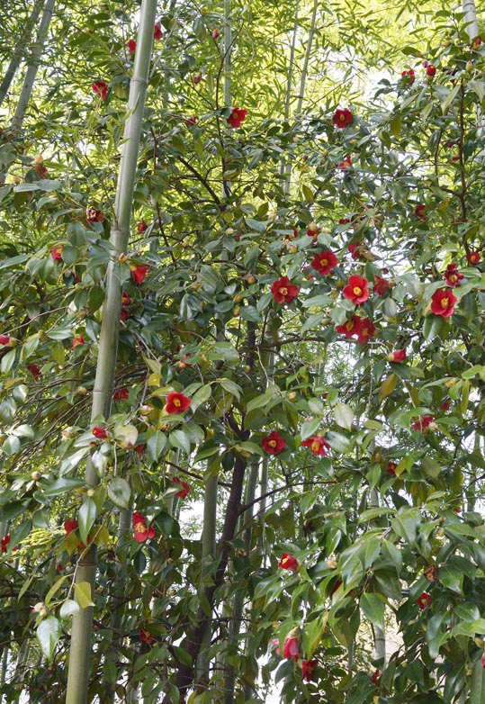 2014jyounanguusidareume166